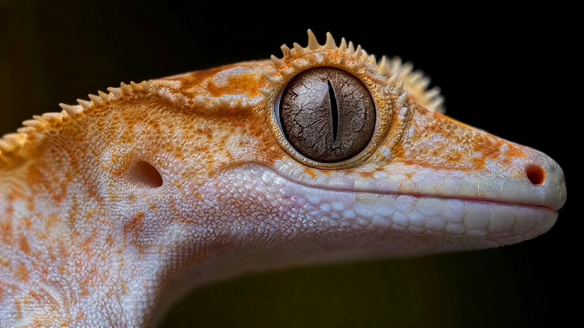 Macro Gecko Detail
